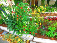 お花畑IMG_8848
