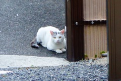 警戒中の猫DSC05605