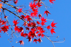 湖東三山　西明寺DSC01576