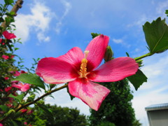 夏の花IMG_0995