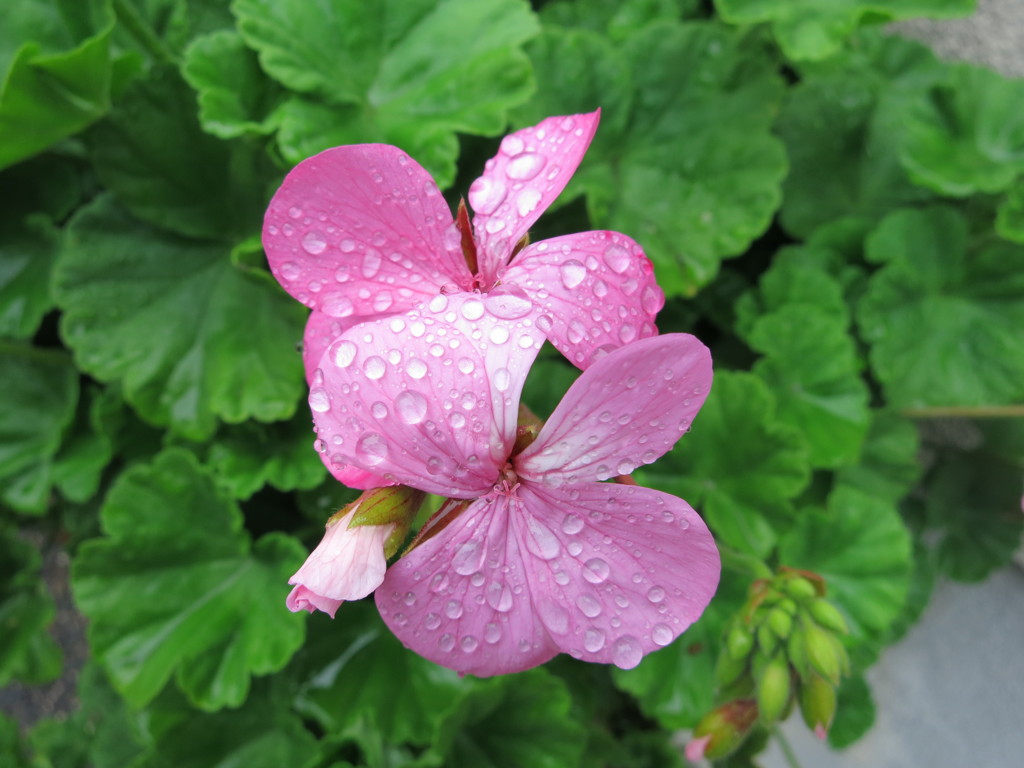花IMG_0195