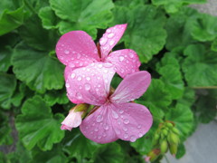 花IMG_0195