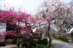 月ケ瀬　真福寺DSC02502