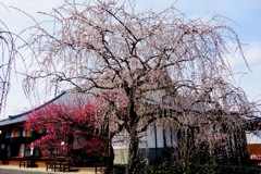 月ケ瀬　真福寺DSC02499