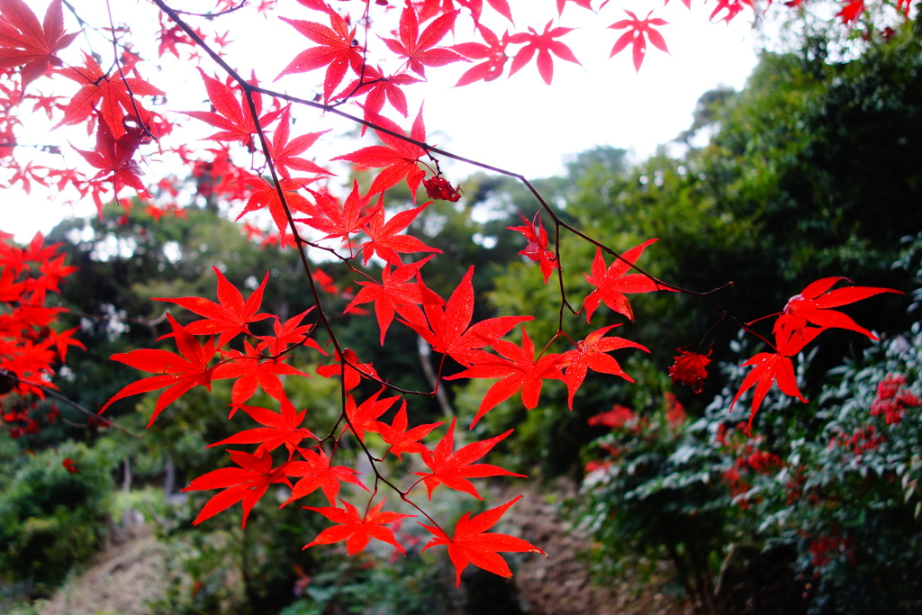 正暦寺DSC01089