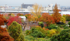紅葉の風景
