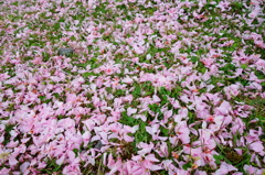 DSC01706