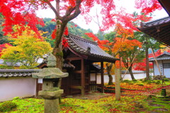天野山金剛寺紅葉　令和元年IMG_0053