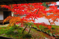 天野山金剛寺紅葉　令和元年IMG_0050