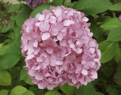 紫陽花IMG_0714