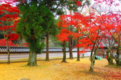 天野山金剛寺紅葉　令和元年IMG_9959