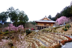 石山寺DSC03560