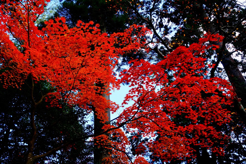 湖東三山　西明寺DSC01419