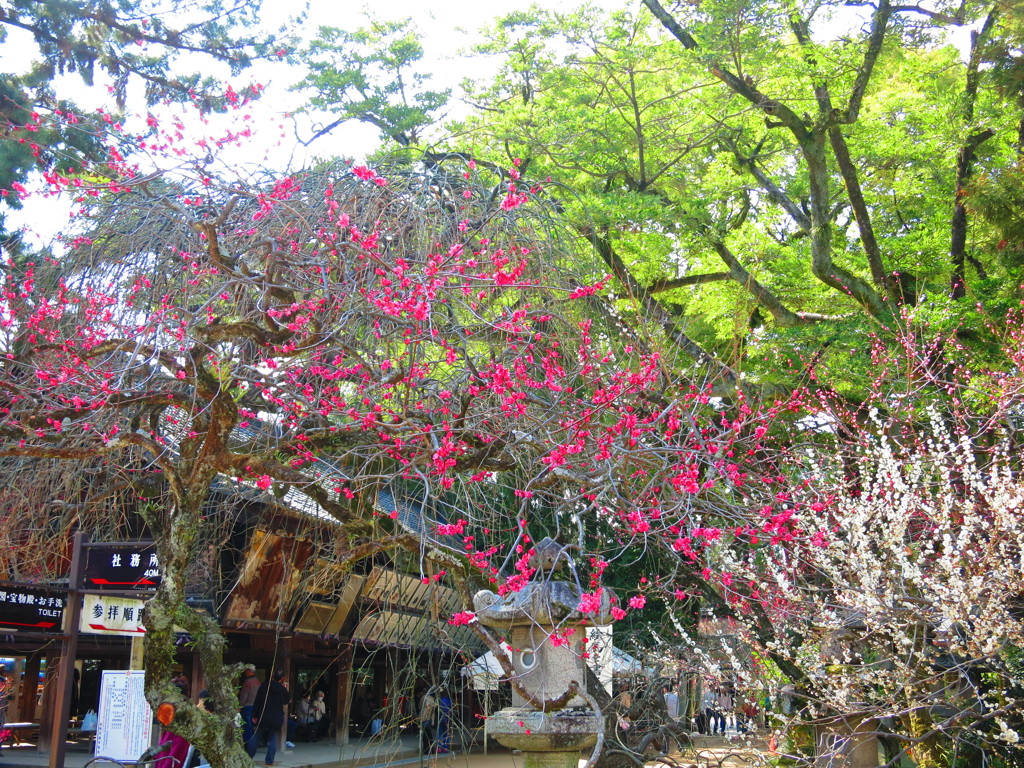 梅IMG_5743
