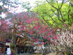梅IMG_5743