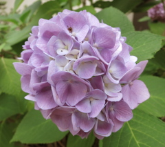 紫陽花IMG_0720