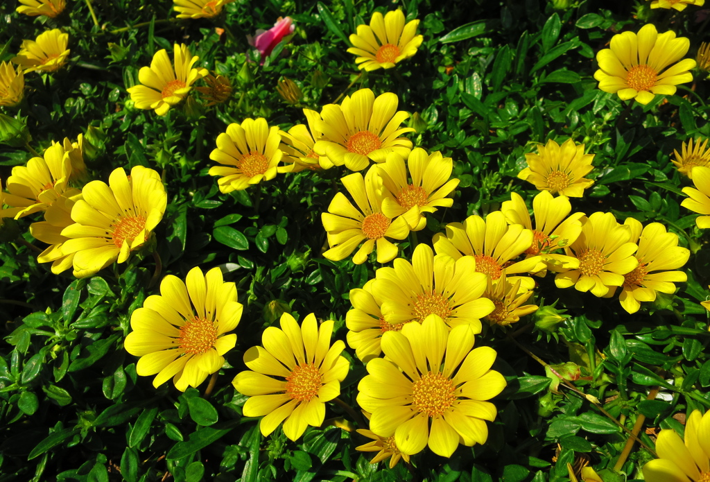 黄色い花IMG_8343_2