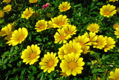 黄色い花IMG_8343_2