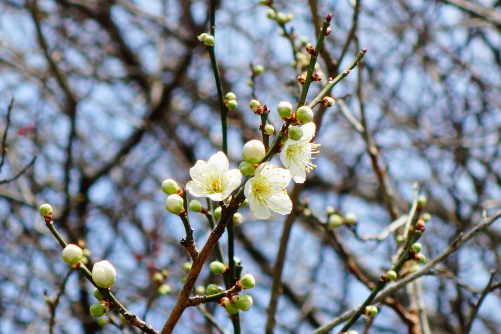 梅の花DSC01564