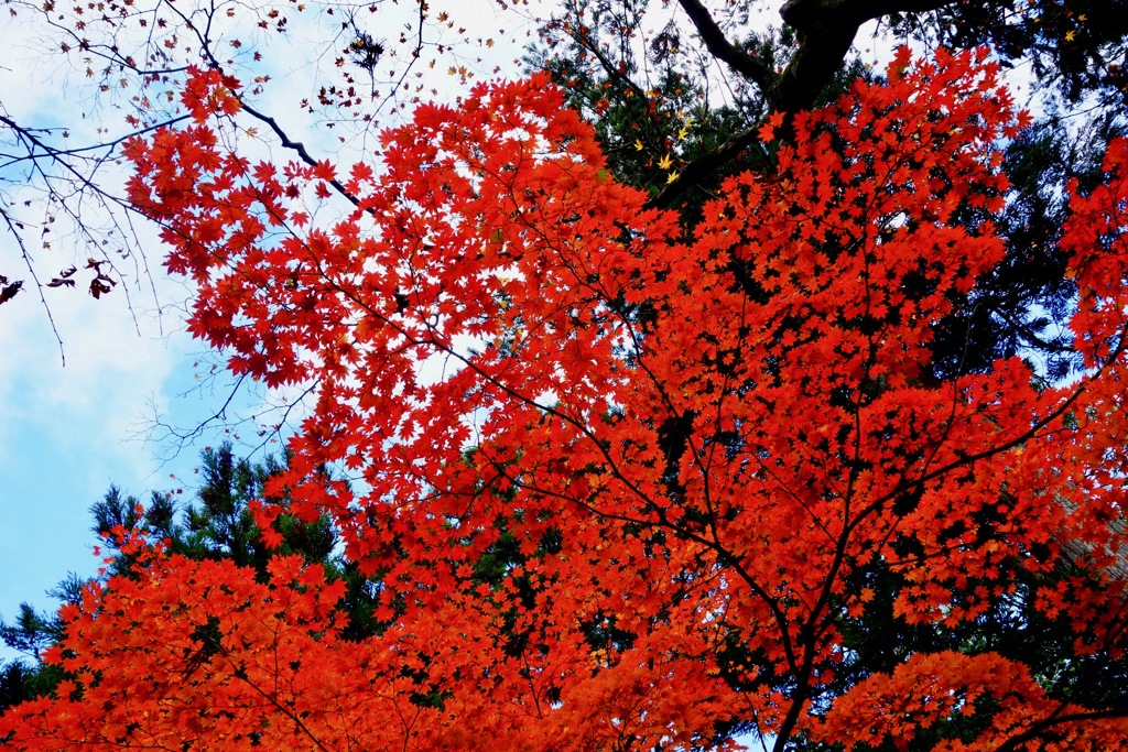 湖東三山　西明寺DSC01426