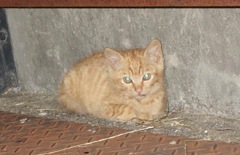 仔猫DSC08532