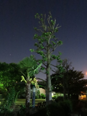 夜の木IMG_8106