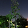夜の木IMG_8106