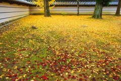 天野山金剛寺紅葉　令和元年IMG_9958