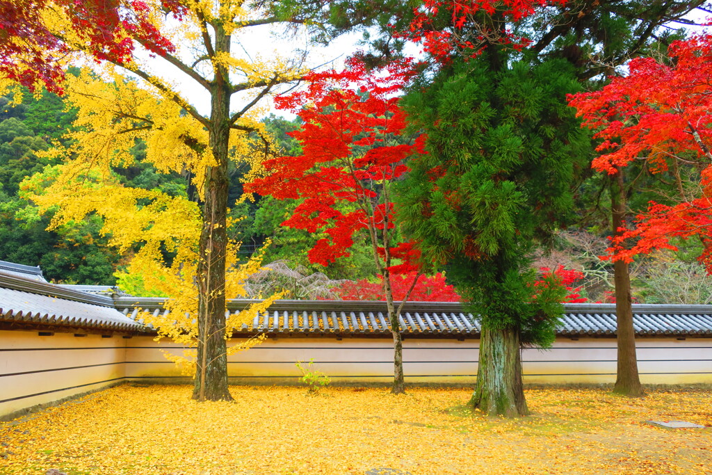 天野山金剛寺紅葉　令和元年IMG_9957