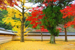 天野山金剛寺紅葉　令和元年IMG_9957