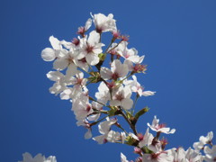 桜MG_6353