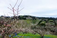 南部梅林　DSC07217