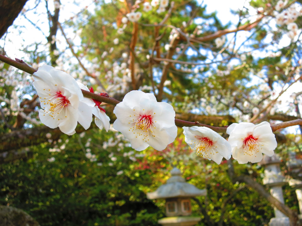 梅の花IMG_5753