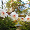 梅の花IMG_5753