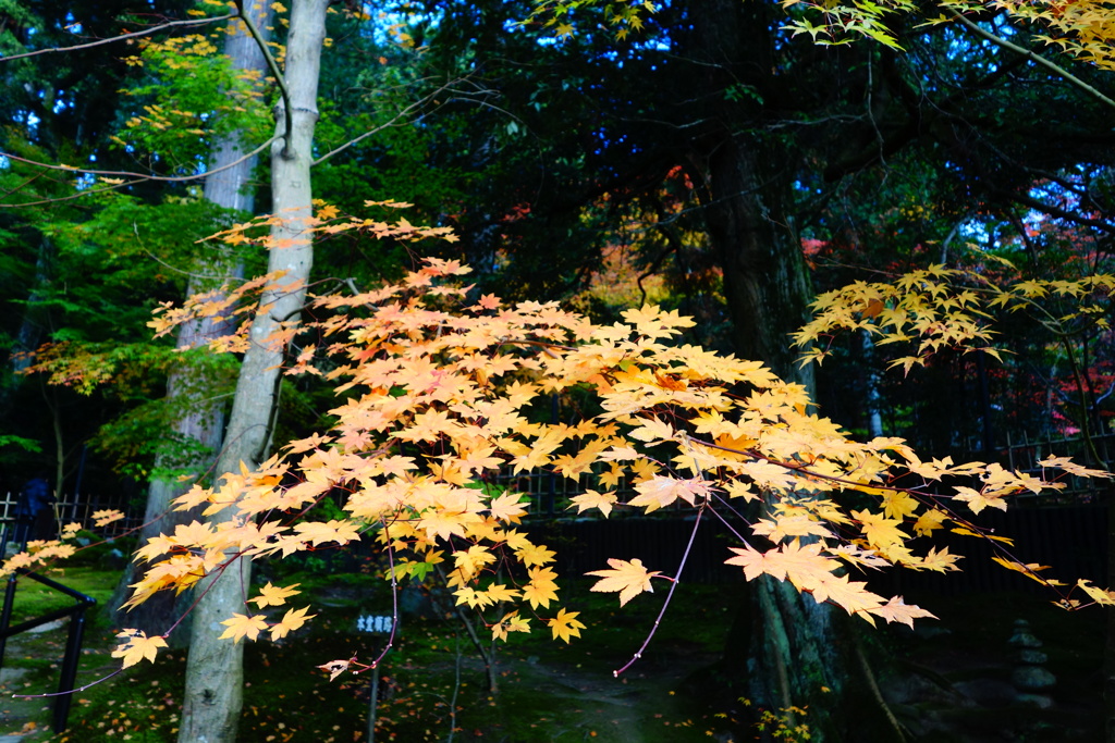湖東三山　西明寺DSC01407