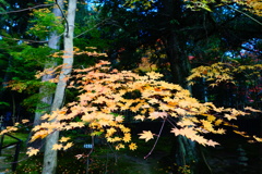 湖東三山　西明寺DSC01407