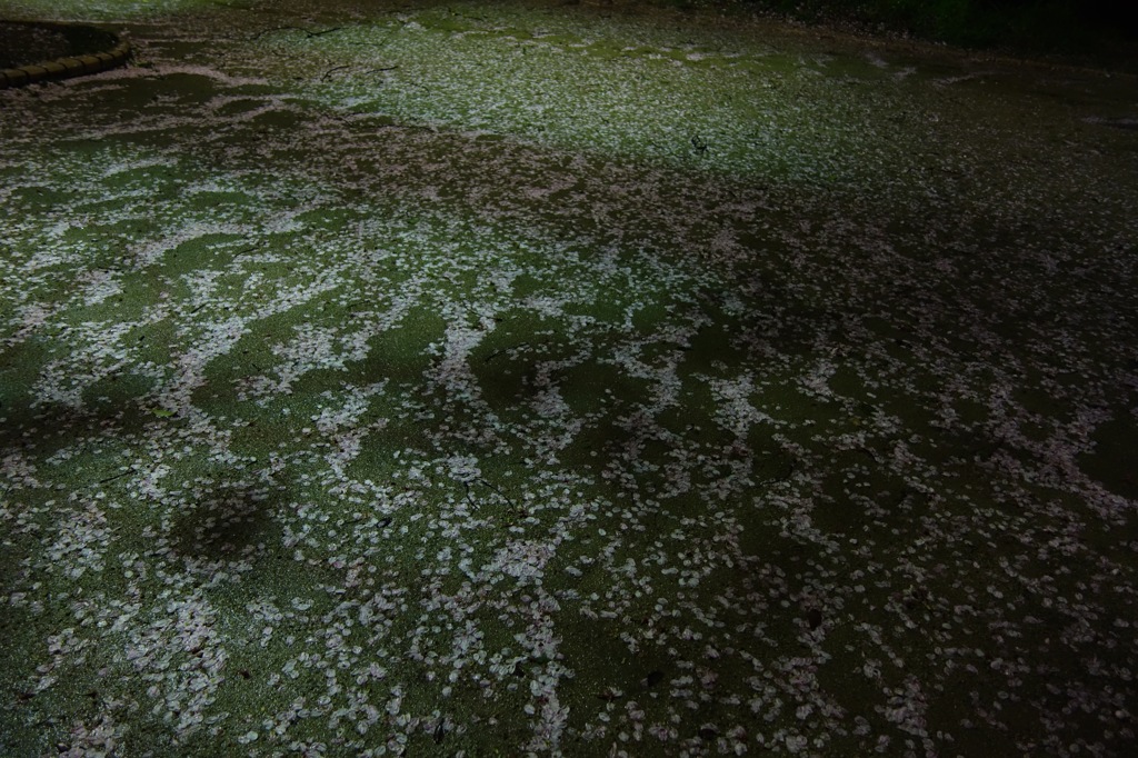 桜の花びらの波DSC04095