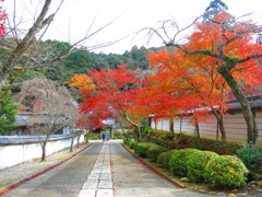 天野山　金剛寺　紅葉IMG_3877