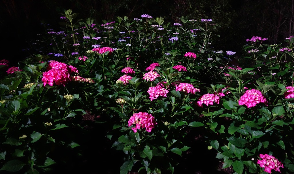 DSC09035