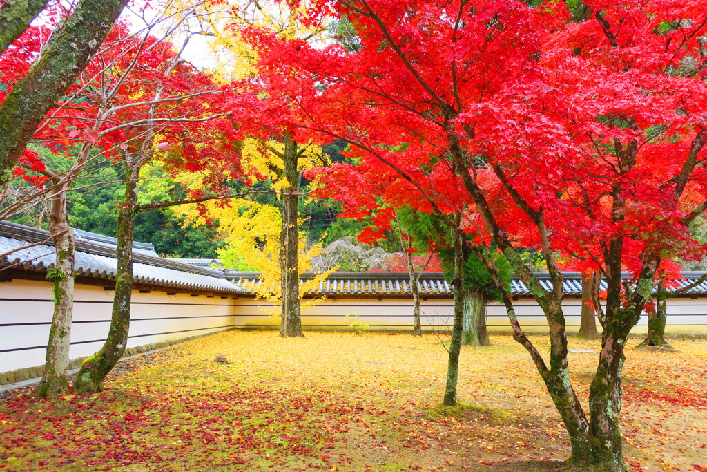 天野山金剛寺紅葉　令和元年IMG_9962