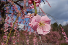 DSC02540