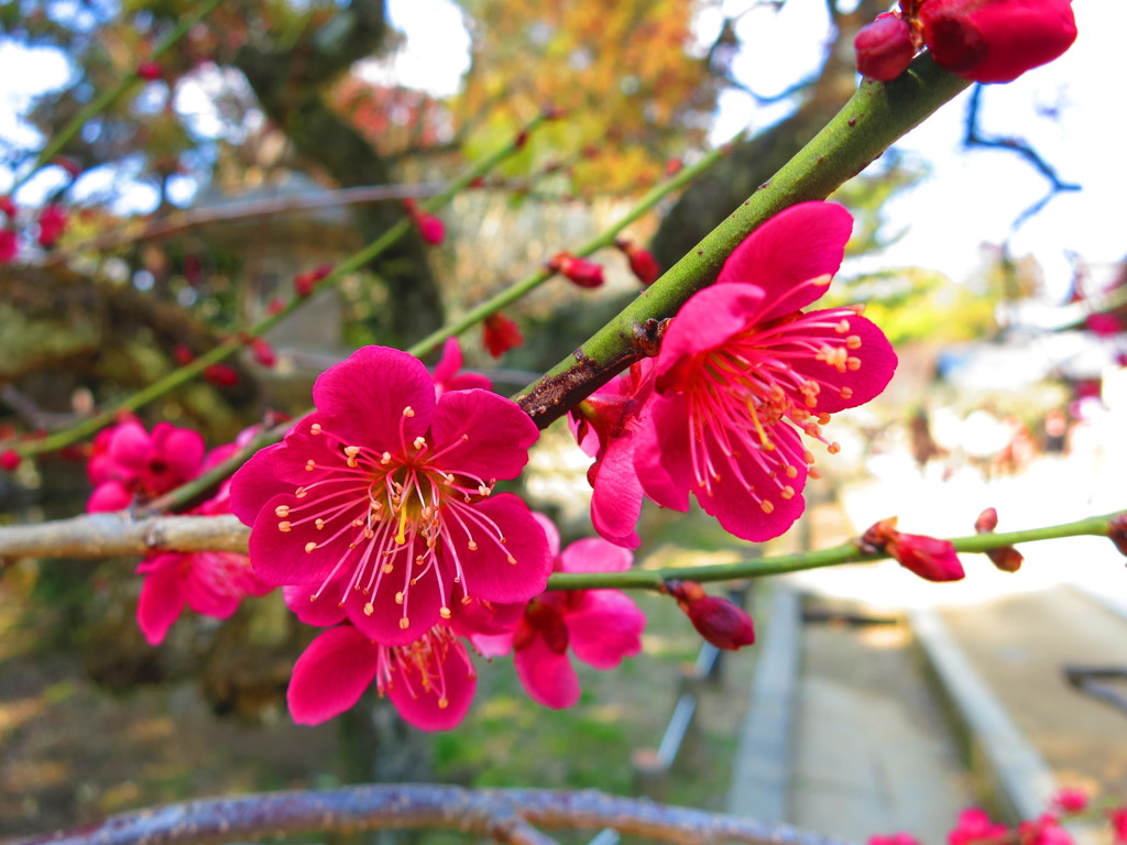 梅の花IMG_5728