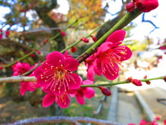 梅の花IMG_5728