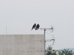 カラスIMG_0525