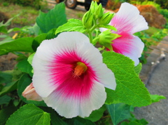 花IMG_1893