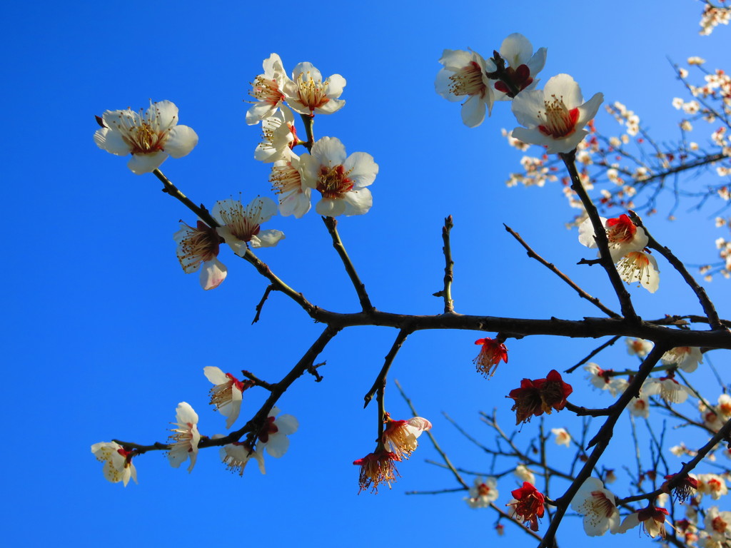梅の花IMG_5550