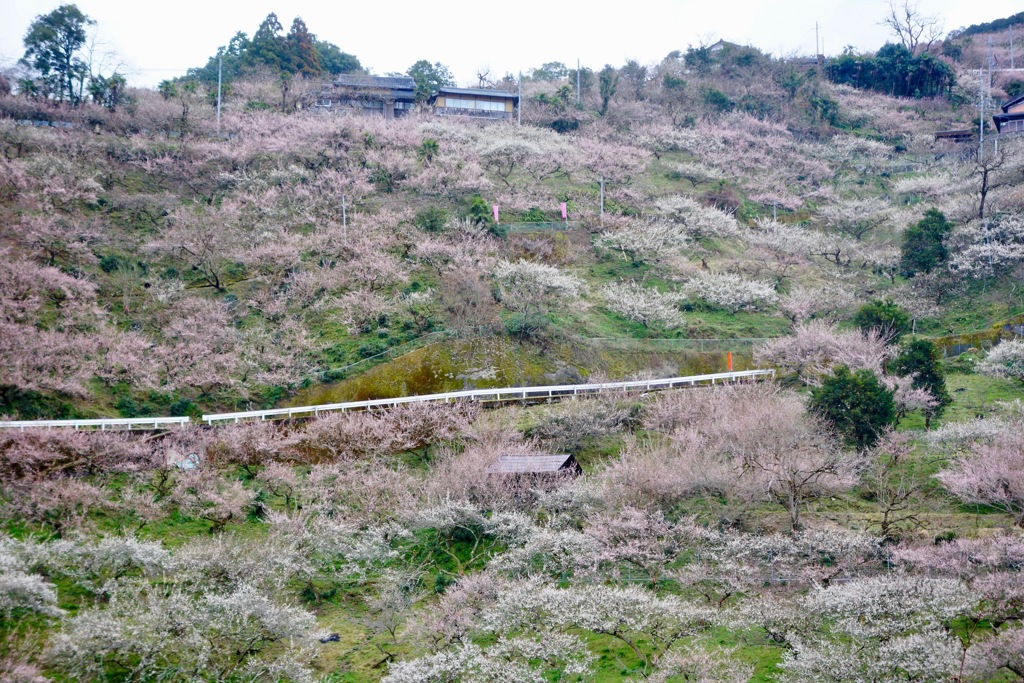賀名生　梅林　DSC02383