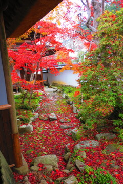 天野山金剛寺紅葉　令和元年IMG_0057