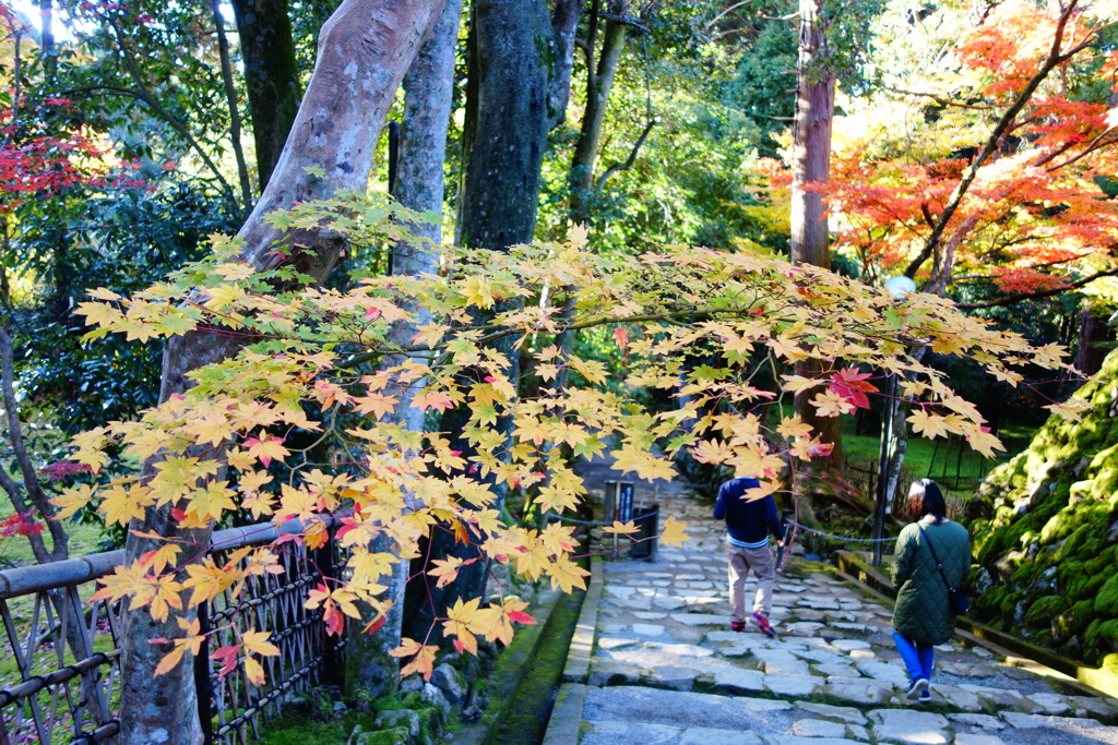 湖東三山　西明寺DSC01543
