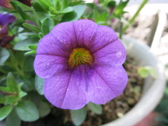 花IMG_0537